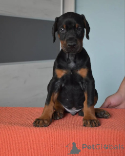 Foto №4. Ich werde verkaufen dobermann in der Stadt Warschau. züchter - preis - verhandelt