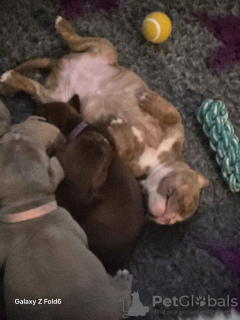 Foto №3. Pocket Bully x Alte Englissche Bulldogge. Deutschland