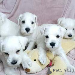 Foto №2 zu Ankündigung № 168828 zu verkaufen schnauzer - einkaufen Belgien züchter