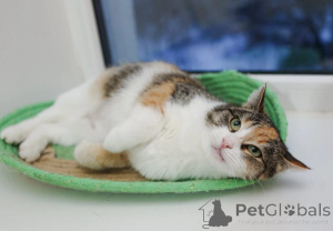 Foto №3. Auf der Suche nach einem Katzenpixier. Russische Föderation