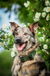 Foto №2 zu Ankündigung № 150741 zu verkaufen mischlingshund - einkaufen Russische Föderation quotient 	ankündigung