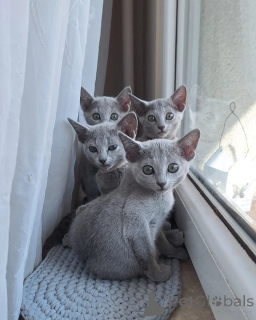 Foto №1. russisch blau - zum Verkauf in der Stadt Frankfurt | verhandelt | Ankündigung № 164198