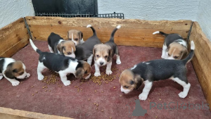 Foto №1. beagle - zum Verkauf in der Stadt Bietigheim-Bisten | 350€ | Ankündigung № 171428