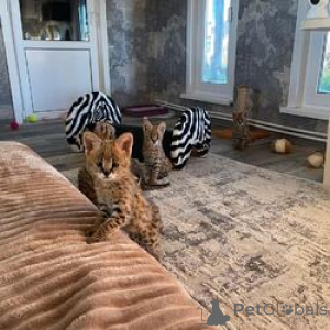 Foto №4. Ich werde verkaufen savannah-katze in der Stadt Enontekiö. züchter - preis - verhandelt