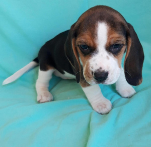Zusätzliche Fotos: Beagle-Welpen zum Verkauf Mädchen und Jungen von betitelten Eltern geimpft