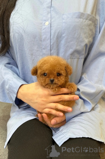 Foto №1. pudel (toy) - zum Verkauf in der Stadt Straßburg | verhandelt | Ankündigung № 153061