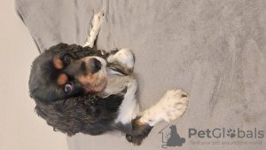 Foto №2 zu Ankündigung № 127995 zu verkaufen cavalier king charles spaniel - einkaufen Deutschland quotient 	ankündigung