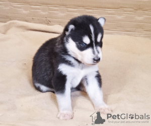 Foto №1. siberian husky - zum Verkauf in der Stadt Юлихярмя | 1000€ | Ankündigung № 107763