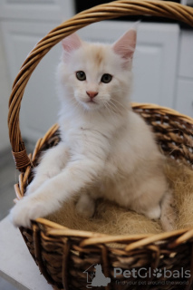 Foto №2 zu Ankündigung № 72217 zu verkaufen maine-coon-katze - einkaufen Russische Föderation vom kindergarten