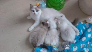 Foto №1. ragdoll-katze - zum Verkauf in der Stadt Bern | 400€ | Ankündigung № 159210