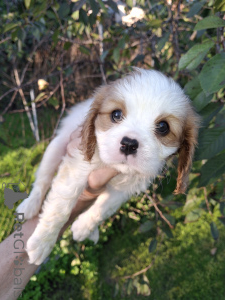Foto №3. Perfekte reinrassige Cavalier King Charles Spaniel-Welpen.. Estland