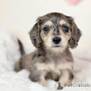 Foto №1. dackel - zum Verkauf in der Stadt Wien | 700€ | Ankündigung № 165414