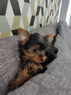 Foto №3. Yorkshire Terrier. Deutschland