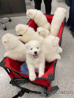 Foto №1. samojede (hunderasse) - zum Verkauf in der Stadt Basel | verhandelt | Ankündigung № 158359