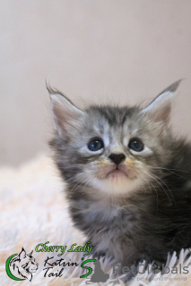 Foto №2 zu Ankündigung № 15466 zu verkaufen maine-coon-katze - einkaufen Russische Föderation quotient 	ankündigung, vom kindergarten, züchter