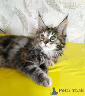 Foto №4. Ich werde verkaufen maine-coon-katze in der Stadt Tjumen. quotient 	ankündigung, vom kindergarten, züchter - preis - 1186€