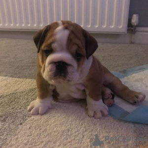 Foto №3. Geimpfte Englische Bulldoggenwelpen zur Adoption in ein liebevolles Zuhause. Deutschland