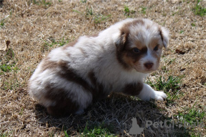 Foto №4. Ich werde verkaufen australian shepherd in der Stadt Virginia Beach.  - preis - verhandelt