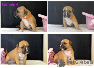 Foto №4. Ich werde verkaufen amerikanischer staffordshire terrier in der Stadt Minsk. vom kindergarten - preis - 416€