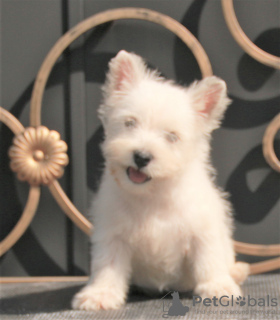 Foto №3. West Highland White Terrier Welpe weiblich. Russische Föderation