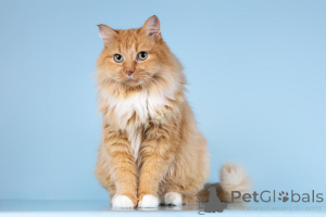 Foto №1.  - zum Verkauf in der Stadt Chimki | Frei | Ankündigung № 161752