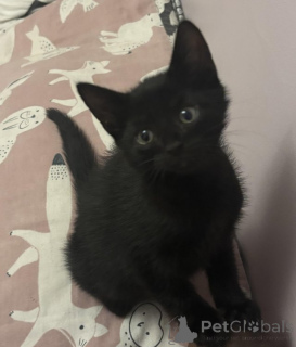 Foto №1. maine-coon-katze - zum Verkauf in der Stadt Antwerpen | Frei | Ankündigung № 153886