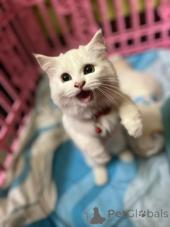 Foto №2 zu Ankündigung № 163743 zu verkaufen perserkatze - einkaufen Finnland quotient 	ankündigung, aus dem tierheim