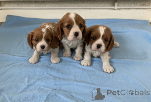 Foto №1. cavalier king charles spaniel - zum Verkauf in der Stadt Pano Lefkara | verhandelt | Ankündigung № 168876