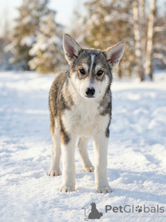 Foto №3. Drei Welpenherzen suchen ein gutes Zuhause. Russische Föderation