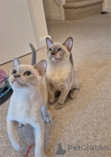 Foto №1. burma-katze - zum Verkauf in der Stadt Botrop | 350€ | Ankündigung № 154440