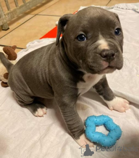 Foto №1. pommersche spitz - zum Verkauf in der Stadt Mindelheim | verhandelt | Ankündigung № 164628