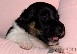 Foto №1. foxterrier - zum Verkauf in der Stadt Helsinki | Frei | Ankündigung № 129443