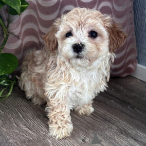 Foto №1. maltipu - zum Verkauf in der Stadt Bering | verhandelt | Ankündigung № 165201