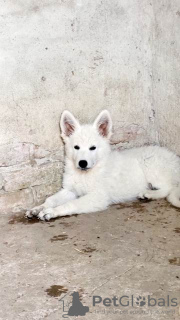 Zusätzliche Fotos: Langhaariger Schweizer Schäferhund, männliche Welpen