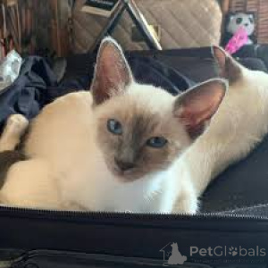 Foto №3. Siamesische Kätzchen zum Verkauf. Belgien