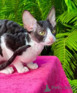 Foto №3. Chatons Orientaux à poil court à vendre. Frankreich