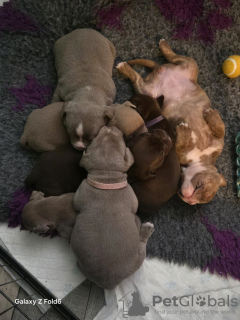 Foto №3. Pocket Bully x Alte Englissche Bulldogge. Deutschland