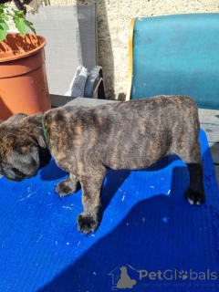 Foto №1. cane corso italiano - zum Verkauf in der Stadt Helsinki | 350€ | Ankündigung № 167368