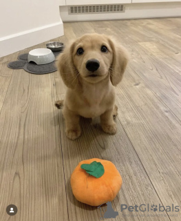 Foto №1. mops - zum Verkauf in der Stadt Vilnius | verhandelt | Ankündigung № 71221