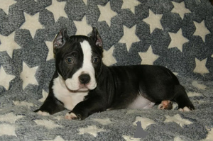 Foto №4. Ich werde verkaufen american bully in der Stadt Houston. quotient 	ankündigung - preis - 1063€