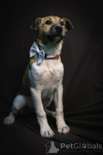 Foto №3. Alba sucht ein Haus und eine liebevolle Familie!. Russische Föderation