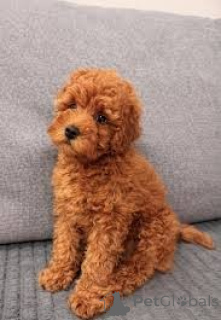 Foto №2 zu Ankündigung № 165716 zu verkaufen pudel (royal) - einkaufen Großbritannien quotient 	ankündigung, züchter