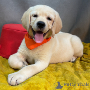 Foto №2 zu Ankündigung № 173204 zu verkaufen labrador retriever - einkaufen Deutschland quotient 	ankündigung