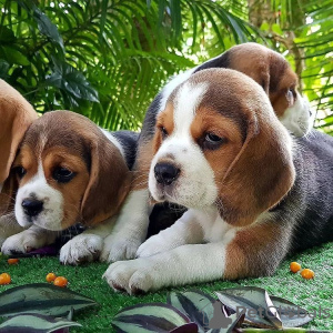 Foto №2 zu Ankündigung № 56348 zu verkaufen beagle - einkaufen USA züchter