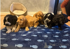 Foto №1. amerikanischer cocker spaniel - zum Verkauf in der Stadt Budapest | 450€ | Ankündigung № 171439