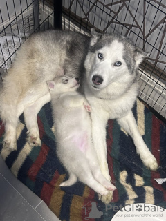 Foto №4. Ich werde verkaufen siberian husky in der Stadt Малага. quotient 	ankündigung - preis - 450€