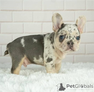 Foto №2 zu Ankündigung № 166200 zu verkaufen französische bulldogge - einkaufen Neuseeland züchter