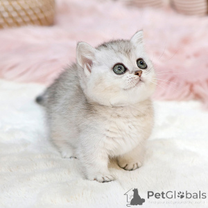 Foto №2 zu Ankündigung № 151827 zu verkaufen munchkin - einkaufen USA züchter