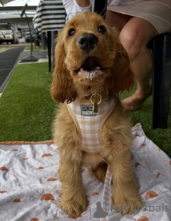 Foto №3. Süß wie die Sonne und sanft wie eine Umarmung lässt Daisy jedes Herz erstrahlen,. Island