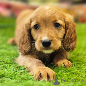 Foto №3. Golden Cavalier Rüde, 10 Wochen alt, bereit nach Hause zu gehen. Australien